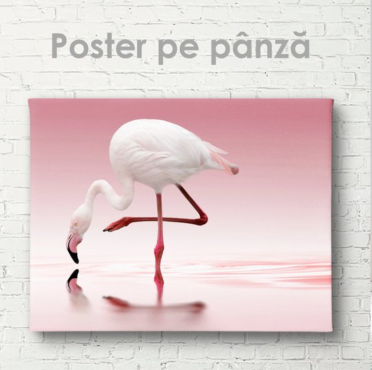 Poster, Flamingo alb, 45 x 30 см, Panza pe cadru
