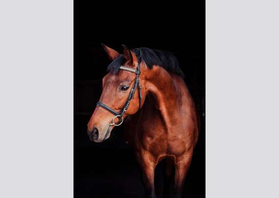 Wall Murall - Brown horse on a black background.