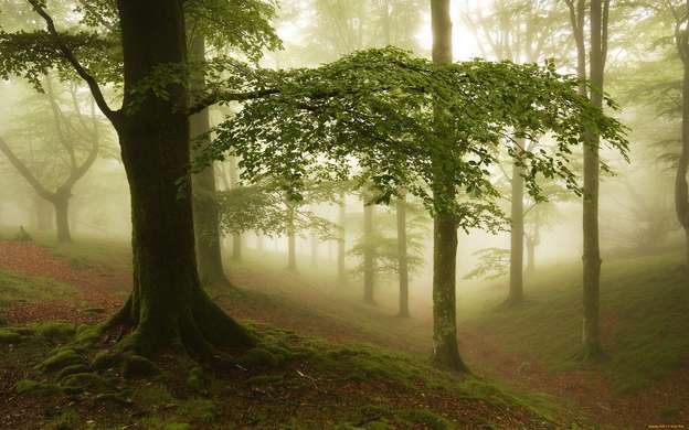 Fototapet - Pădurea în ceață