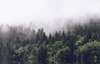 Fototapet - Ceața din pădure