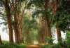 Wall Mural - Road in the forest