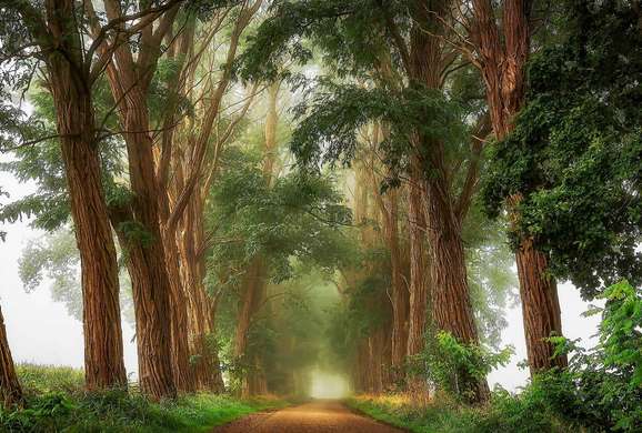 Fototapet - Drumul din pădure