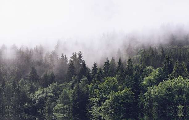Фотообои - Туманный лес