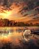 Poster - Swan on the background of the sunset, 30 x 45 см, Canvas on frame, Nature
