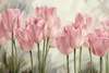Фотообои - Розовые тюльпаны
