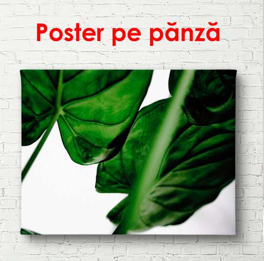 Постер - Темно-зеленые листья, 90 x 60 см, Постер в раме, Ботаника
