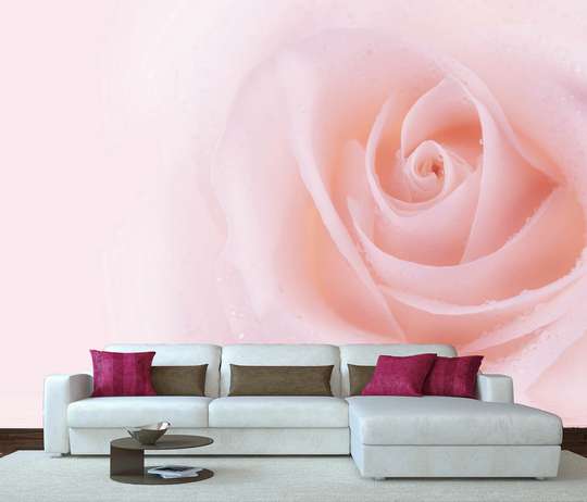 Fototapet - Un trandafir roz delicat