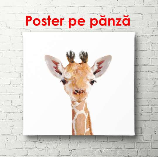 Poster - Little giraffe on a white background, 100 x 100 см, Framed poster, Minimalism
