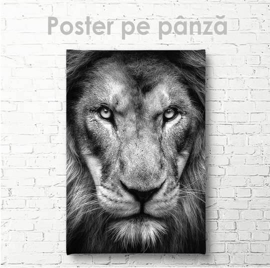 Постер, Взгляд тигра, 30 x 45 см, Холст на подрамнике
