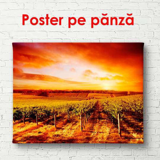 Постер - Виноградник на закате, 90 x 60 см, Постер в раме, Природа