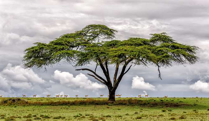 Fototapet - Copacul din savană