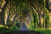 Wall Mural - Magnificent alley in the forest