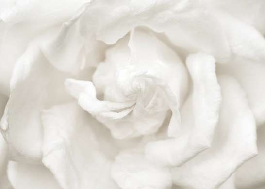 Poster - Floare albă, 45 x 30 см, Panza pe cadru