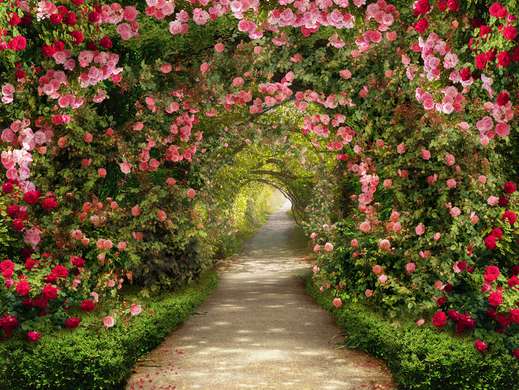 Фотообои - Тропинка в саду из роз