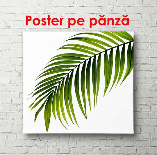 Постер - Лист на белом фоне, 100 x 100 см, Постер в раме, Ботаника
