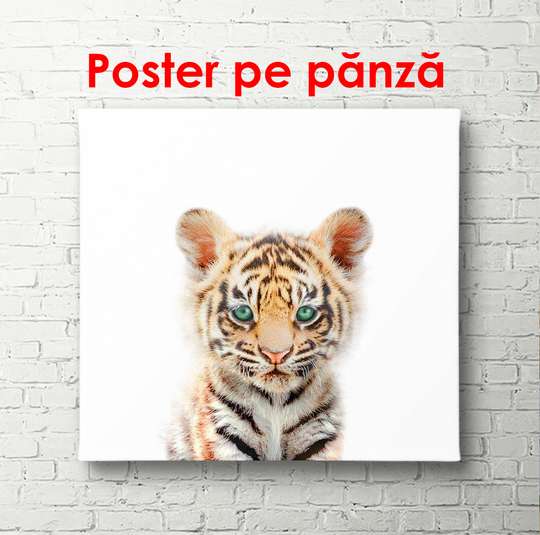 Poster - Tiger cub on a white background, 100 x 100 см, Framed poster, Minimalism