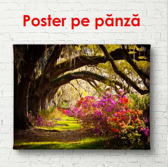 Постер - Парк с арочными ветками у деревьев, 90 x 60 см, Постер в раме, Природа