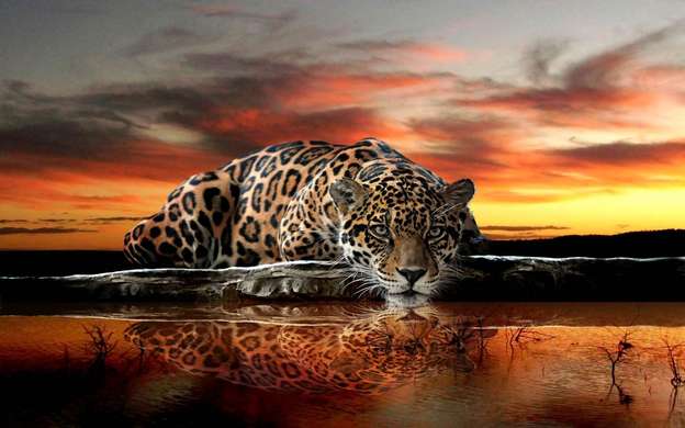 Фотообои - Леопард пьет воду на фоне заката