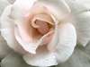 3Д Фотообои - Нежный цветок с каплями росы