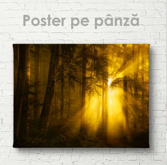 Постер - Солнце в лесу, 45 x 30 см, Холст на подрамнике, Природа