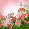 Фотообои - Розовые розы и бабочки