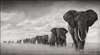 Poster, Turma de elefanți, 45 x 30 см, Panza pe cadru