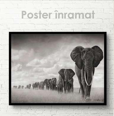 Poster, Turma de elefanți, 45 x 30 см, Panza pe cadru