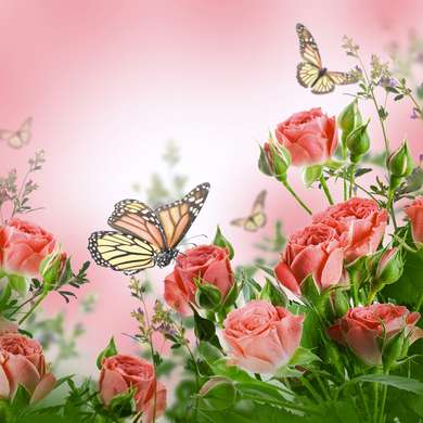 Fototapet - Trandafiri roz și fluturi