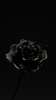 Poster - Trandafir negru estetic, 30 x 60 см, Panza pe cadru