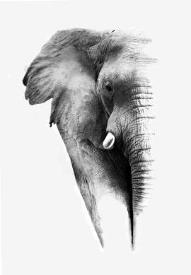 Poster, Elephant, 30 x 45 см, Canvas on frame