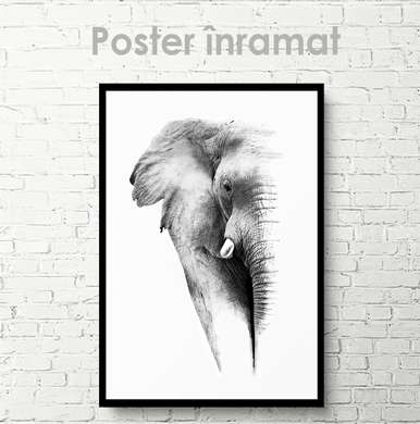 Poster, Elefantul, 30 x 45 см, Panza pe cadru