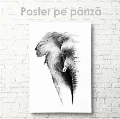 Poster, Elefantul, 30 x 45 см, Panza pe cadru
