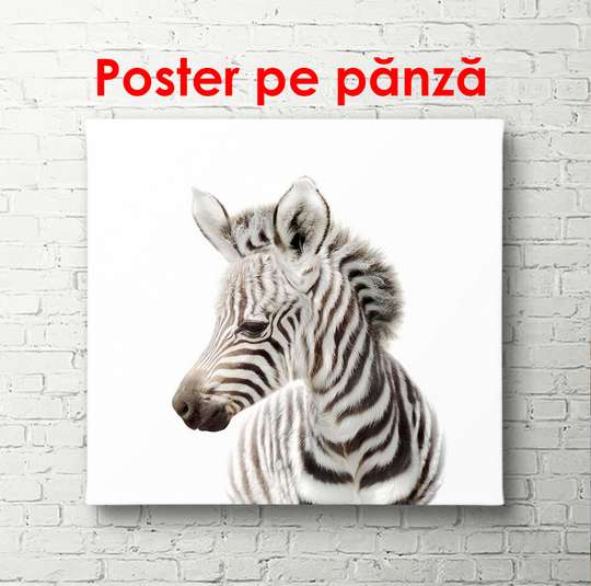 Постер - Зебра на белом фоне, 100 x 100 см, Постер в раме, Минимализм