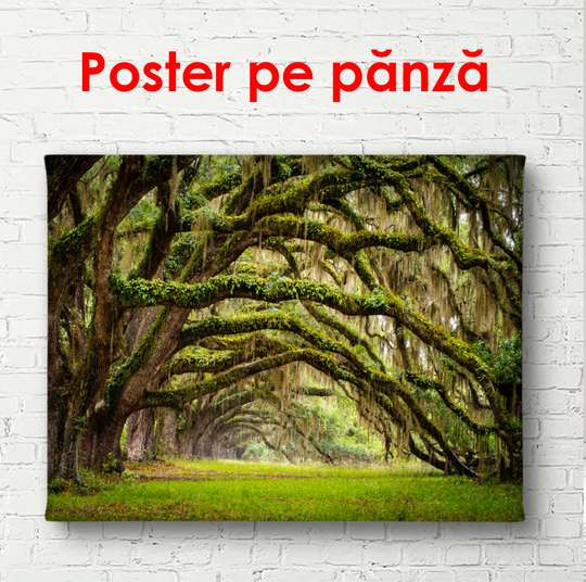Постер - Зеленый парк с арочными ветками у деревьев, 90 x 60 см, Постер в раме, Природа