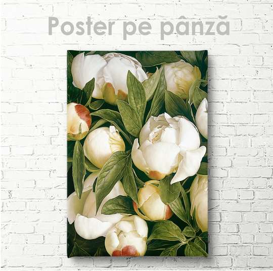 Poster, Bujori albi, 30 x 45 см, Panza pe cadru