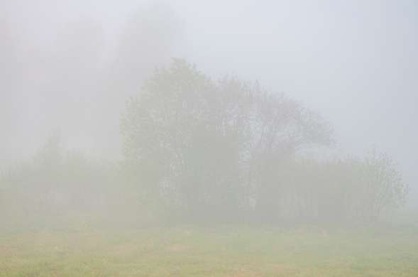 Fototapet - Copacul în ceață