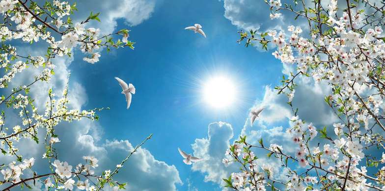 Фотообои - Весенние цветы белого цвета на фоне синего неба
