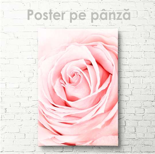 Poster, Trandafir roz de aproape, 30 x 45 см, Panza pe cadru