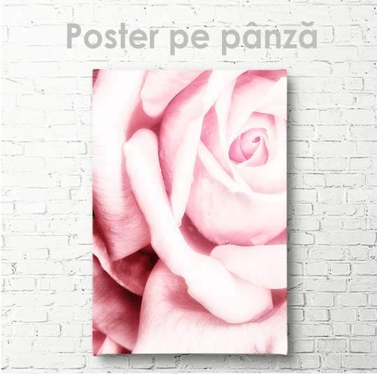 Poster - Pink rose, 60 x 90 см, Canvas on frame, Flowers