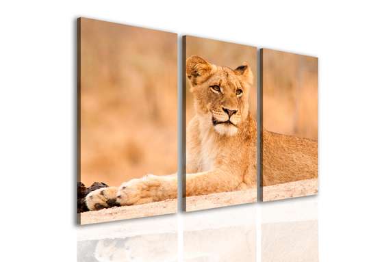 Modular picture, Lioness on the Savannah background.