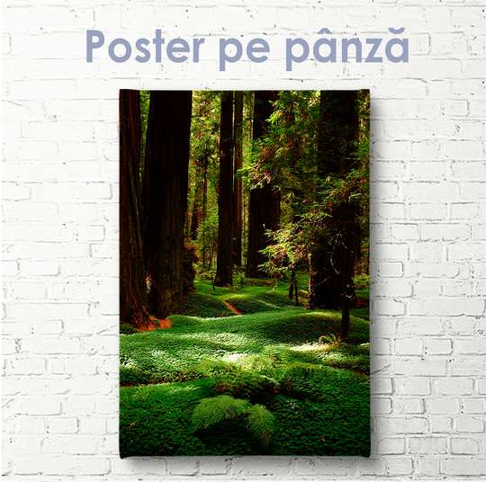 Постер - Зеленый лес и высокие деревья, 30 x 45 см, Холст на подрамнике, Природа