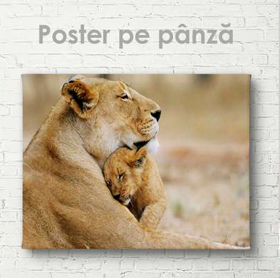 Poster, Pui de leu cu mama, 45 x 30 см, Panza pe cadru